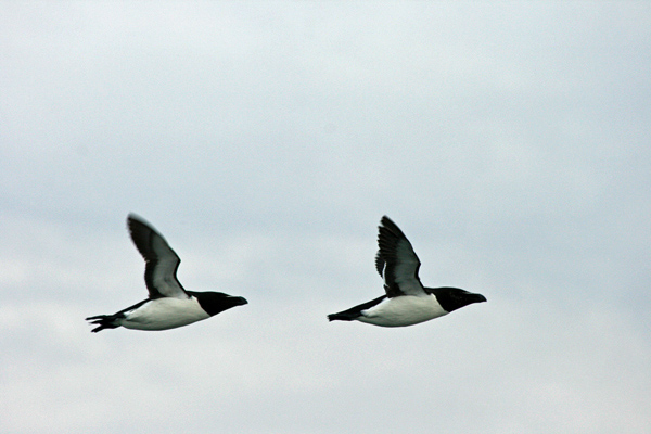 Tordmule (Alca torda) Razorbill