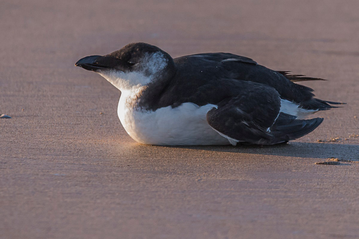 Tordmule (Alca torda) Razorbill