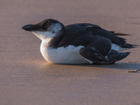 Tordmule (Alca torda) Razorbill