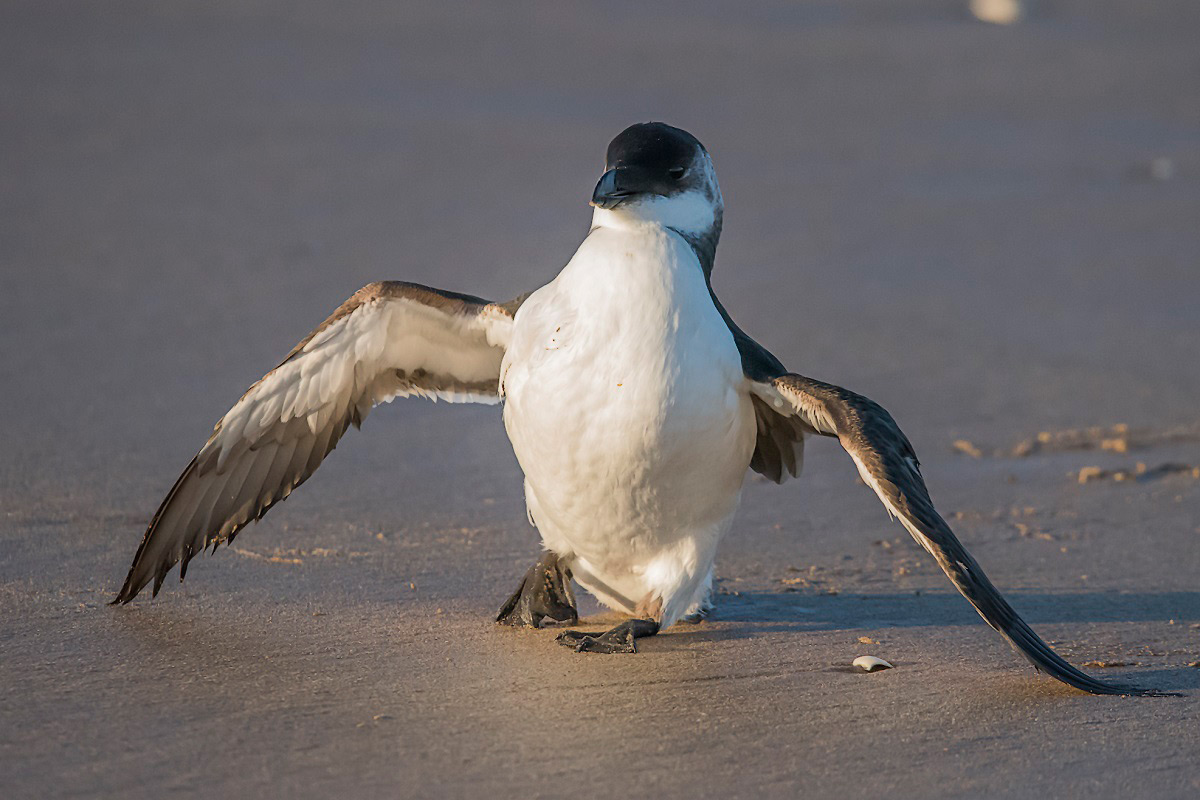 Tordmule (Alca torda) Razorbill