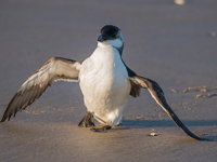 Tordmule (Alca torda) Razorbill