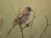 Trnsngare (Sylvia communis) Common Whitethroat