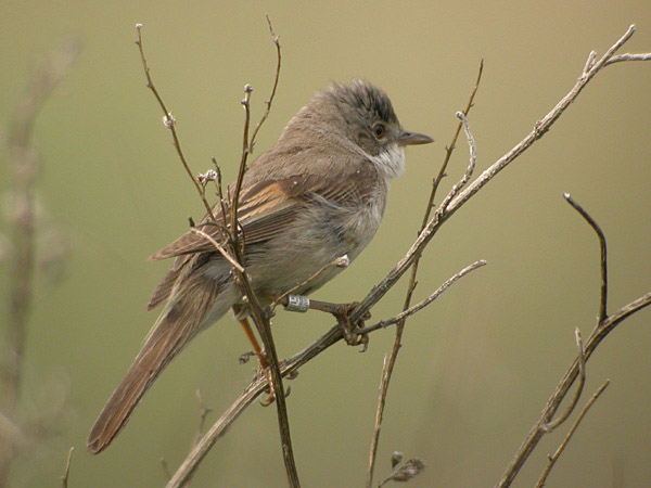 Törnsångare (Sylvia communis) Common Whitethroat