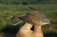 Trnsngare (Sylvia communis) Common Whitethroat