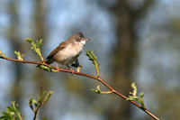 Trnsngare (Sylvia communis) Common Whitethroat