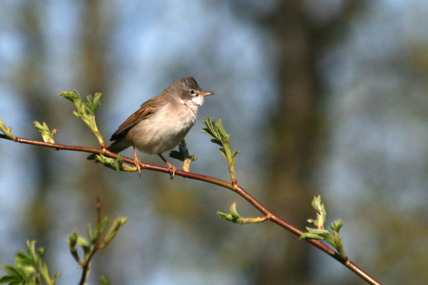 Törnsångare (Sylvia communis) Common Whitethroat