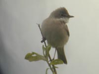 Trnsngare (Sylvia communis) Common Whitethroat