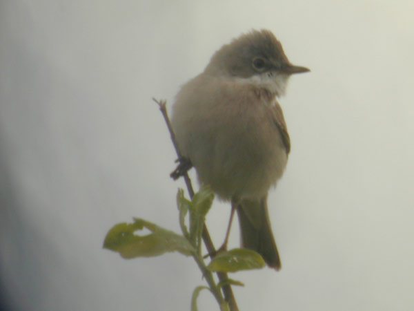 Törnsångare (Sylvia communis) Common Whitethroat