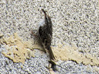 Trdgrdstrdkrypare (Certhia brachydactyla) Short-toed Treecreeper