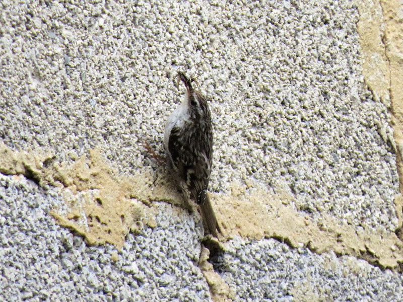 Trädgårdsträdkrypare (Certhia brachydactyla) Short-toed Treecreeper  