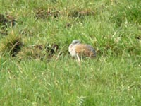 Turturduva (Streptopelia turtur) European Turtle Dove