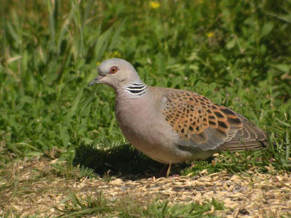 Turturduva (Streptopelia turtur) European Turtle Dove