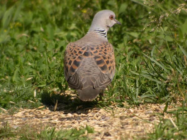 Turturduva (Streptopelia turtur) European Turtle Dove