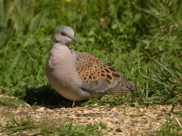 Turturduva (Streptopelia turtur) European Turtle Dove