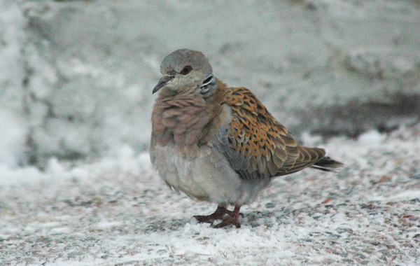 Turturduva (Streptopelia turtur) European Turtle Dove