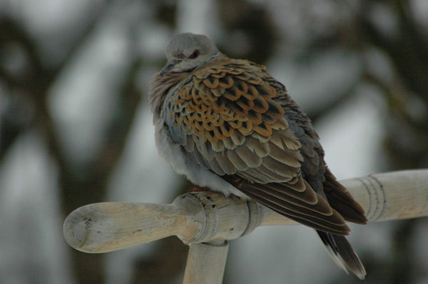 Turturduva (Streptopelia turtur) European Turtle Dove