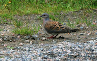 Turturduva (Streptopelia turtur) European Turtle Dove