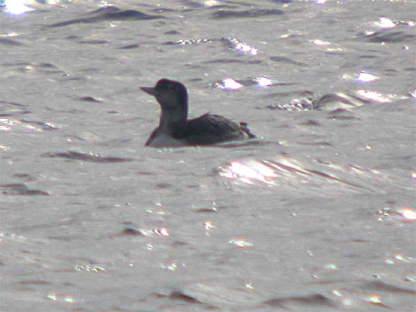 Vitnäbbad islom (Gavia adamsii) Yellow-billed Loon