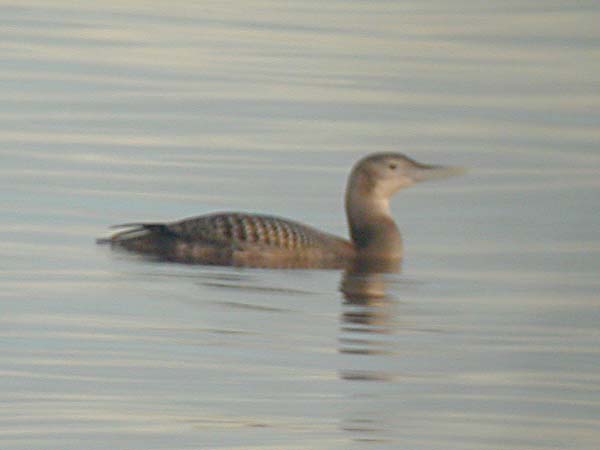 Vitnäbbad islom (Gavia adamsii) Yellow-billed Loon