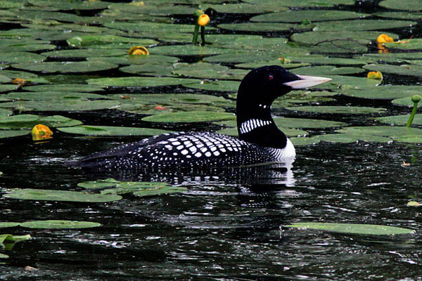 Vitnäbbad islom (Gavia adamsii) Yellow-billed Loon