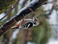 Vitryggig hackspett (Dendrocopos leucotos) White-backed Woodpecker