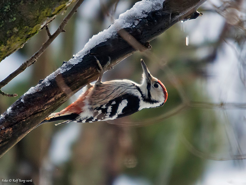 Vitryggig hackspett (Dendrocopos leucotos) White-backed Woodpecker 