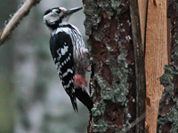 Vitryggig hackspett (Dendrocopos leucotos) White-backed Woodpecker