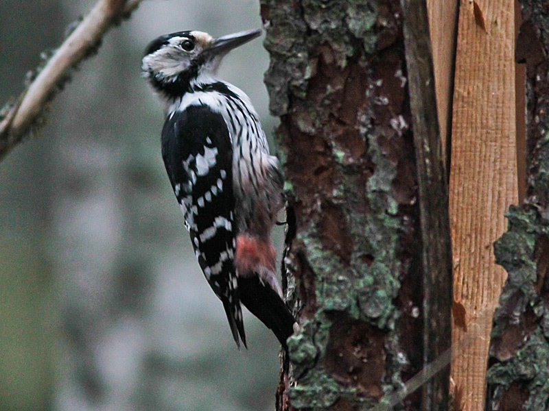 Vitryggig hackspett (Dendrocopos leucotos) White-backed Woodpecker