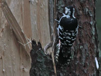 Vitryggig hackspett (Dendrocopos leucotos) White-backed Woodpecker