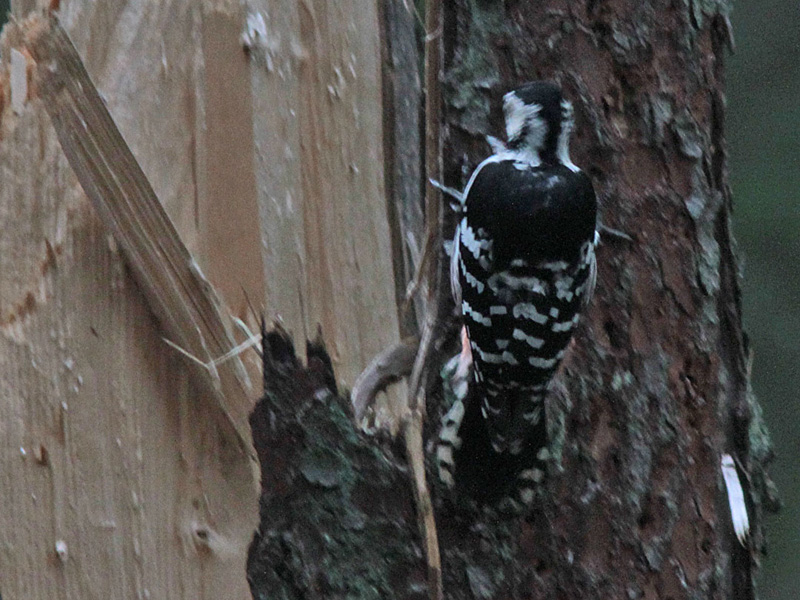 Vitryggig hackspett (Dendrocopos leucotos) White-backed Woodpecker 