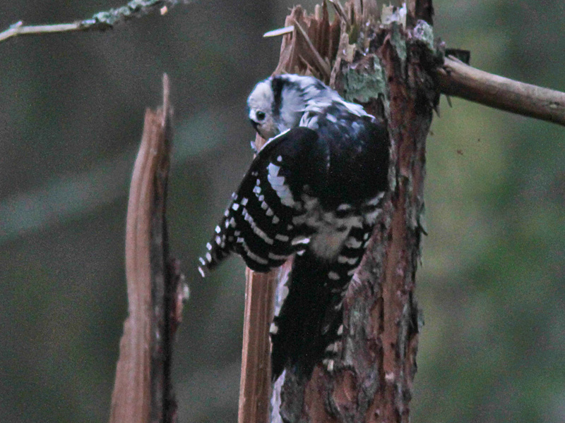 Vitryggig hackspett (Dendrocopos leucotos) White-backed Woodpecker 