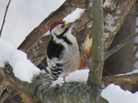 Vitryggig hackspett (Dendrocopos leucotos) White-backed Woodpecker