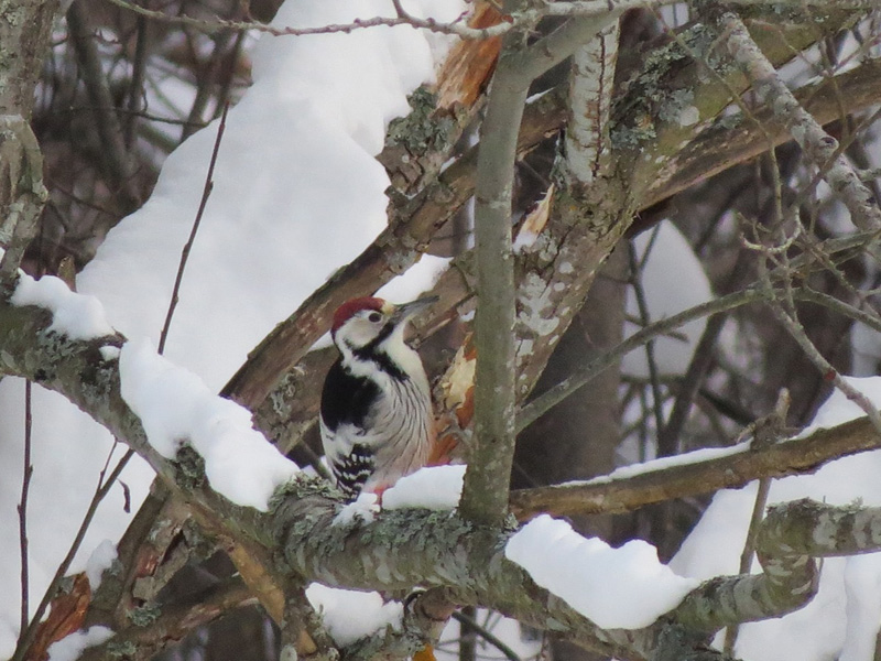 Vitryggig hackspett (Dendrocopos leucotos) White-backed Woodpecker 