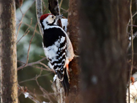 Vitryggig hackspett (Dendrocopos leucotos) White-backed Woodpecker