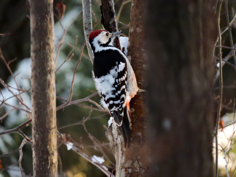 Vitryggig hackspett (Dendrocopos leucotos) White-backed Woodpecker 