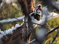 Vitryggig hackspett (Dendrocopos leucotos) White-backed Woodpecker