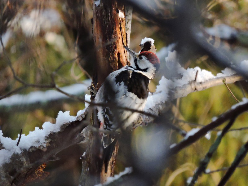 Vitryggig hackspett (Dendrocopos leucotos) White-backed Woodpecker 