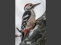 Vitryggig hackspett (Dendrocopos leucotos) White-backed Woodpecker