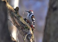 Vitryggig hackspett (Dendrocopos leucotos) White-backed Woodpecker