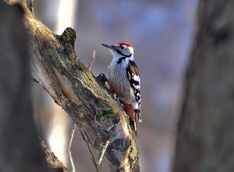 Vitryggig hackspett (Dendrocopos leucotos) White-backed Woodpecker 