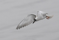 Vitvingad trna (Chlidonias leucopterus) White-winged Tern