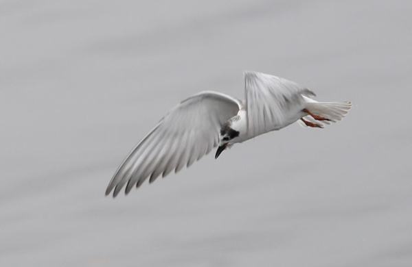 Vitvingad tärna (Chlidonias leucopterus) White-winged Tern