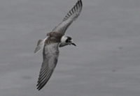 Vitvingad trna (Chlidonias leucopterus) White-winged Tern