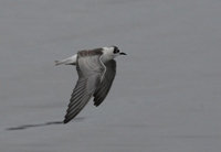 Vitvingad trna (Chlidonias leucopterus) White-winged Tern