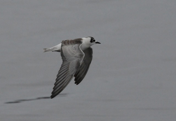 Vitvingad tärna (Chlidonias leucopterus) White-winged Tern