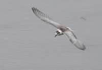 Vitvingad trna (Chlidonias leucopterus) White-winged Tern