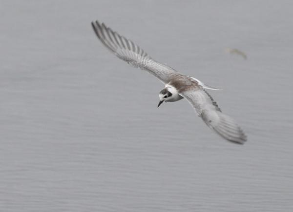 Vitvingad tärna (Chlidonias leucopterus) White-winged Tern