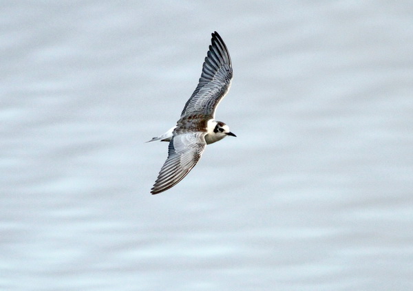 Vitvingad tärna (Chlidonias leucopterus) White-winged Tern
