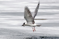 Vitvingad trna (Chlidonias leucopterus) White-winged Tern