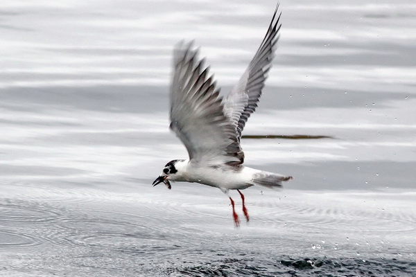 Vitvingad tärna (Chlidonias leucopterus) White-winged Tern